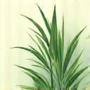 Stylized icon showing clean air and plant for improved air quality