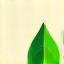 Leaf icon symbolizing carbon savings